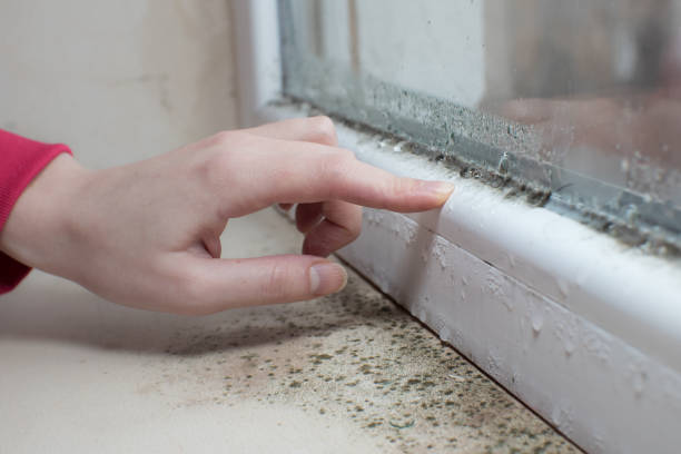 Best Mold Documentation for Insurance Claims  in Calcutta, OH