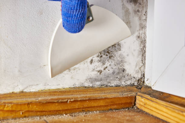 Best Mold Remediation for Healthcare Facilities  in Calcutta, OH